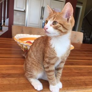 Meet your Posher, Connor